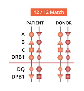 how to read hla test results|Human leukocyte antigen typing and crossmatch: A .